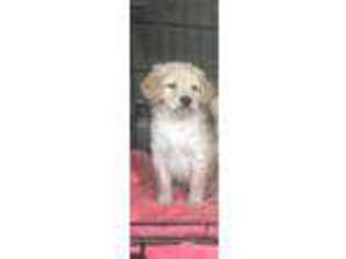 Goldendoodle Puppy for sale in Mannsville, OK, USA