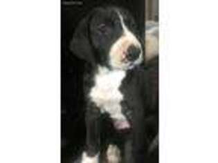 Great Dane Puppy for sale in South Lyon, MI, USA