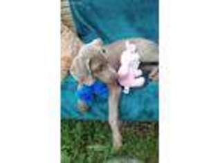 Weimaraner Puppy for sale in Simpsonville, SC, USA
