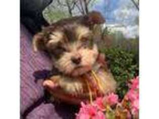 Yorkshire Terrier Puppy for sale in High Point, NC, USA