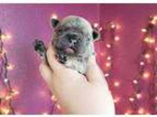 French Bulldog Puppy for sale in Marion, IA, USA