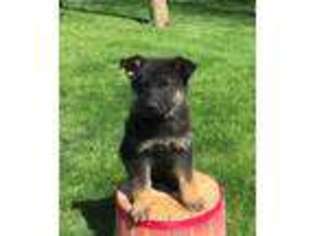 German Shepherd Dog Puppy for sale in New Paris, IN, USA