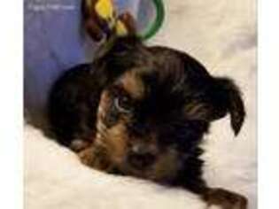 Yorkshire Terrier Puppy for sale in Coldwater, MS, USA