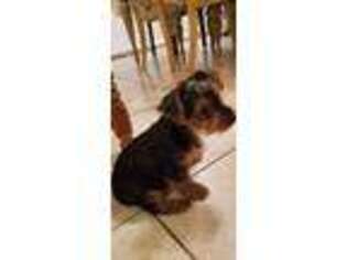 Yorkshire Terrier Puppy for sale in DEBARY, FL, USA