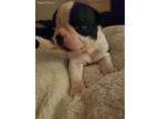 Boston Terrier Puppy for sale in Bloomington, CA, USA