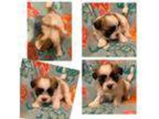 Mutt Puppy for sale in Aviston, IL, USA