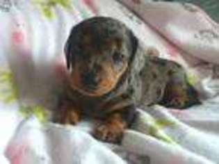 Dachshund Puppy for sale in Fort Defiance, VA, USA