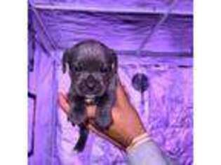 Cane Corso Puppy for sale in Saint Louis, MO, USA