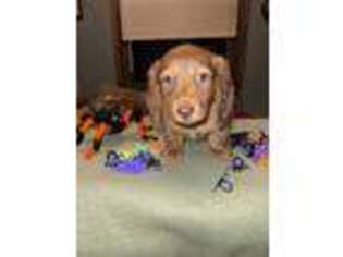 Dachshund Puppy for sale in Heislerville, NJ, USA