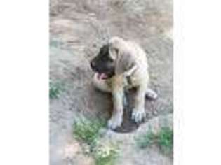 Mastiff Puppy for sale in Dittmer, MO, USA