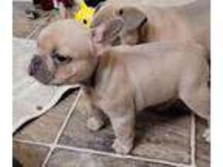 French Bulldog Puppy for sale in Hillsboro, IA, USA