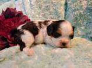 Cavalier King Charles Spaniel Puppy for sale in Temecula, CA, USA