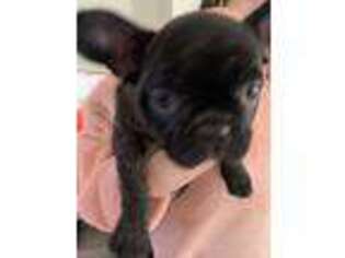French Bulldog Puppy for sale in Manville, NJ, USA