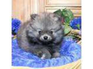 Pomeranian Puppy for sale in Colville, WA, USA