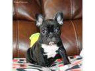 French Bulldog Puppy for sale in Swanton, OH, USA