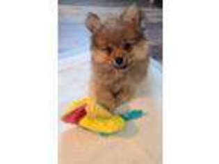 Pomeranian Puppy for sale in Eastlake, OH, USA