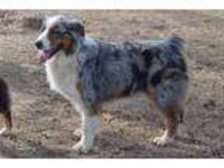 Australian Shepherd Puppy for sale in Canton, TX, USA