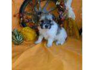 Coton de Tulear Puppy for sale in Eldon, IA, USA