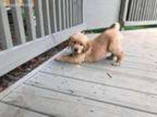 Golden Retriever Puppy for sale in Camden, OH, USA