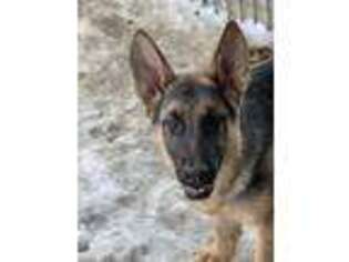 German Shepherd Dog Puppy for sale in Windsor, CO, USA