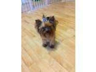 Yorkshire Terrier Puppy for sale in Ruidoso, NM, USA