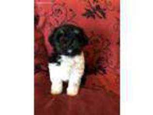 Havanese Puppy for sale in Lake Orion, MI, USA