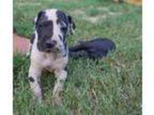 Great Dane Puppy for sale in Lenoir City, TN, USA