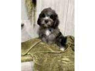 Cavapoo Puppy for sale in Taylors, SC, USA