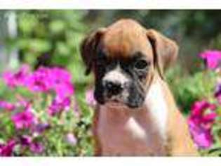 Boxer Puppy for sale in Etna Green, IN, USA