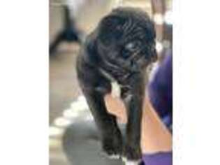 Pug Puppy for sale in Meridian, ID, USA