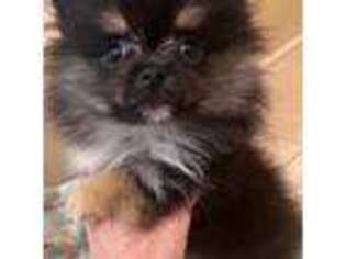 Pomeranian Puppy for sale in Avon Park, FL, USA