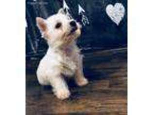 West Highland White Terrier Puppy for sale in Norwood, MO, USA