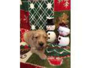 Golden Retriever Puppy for sale in Raeford, NC, USA