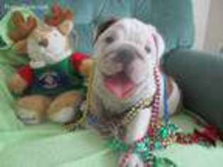 Bulldog Puppy for sale in Punta Gorda, FL, USA