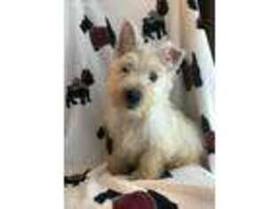 Scottish Terrier Puppy for sale in Stedman, NC, USA