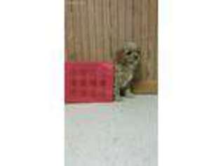 Cavapoo Puppy for sale in Bloomfield, IA, USA