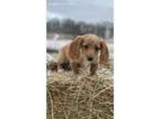 Dachshund Puppy for sale in Campton, KY, USA