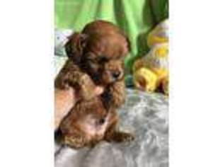Shih-Poo Puppy for sale in Ionia, MI, USA