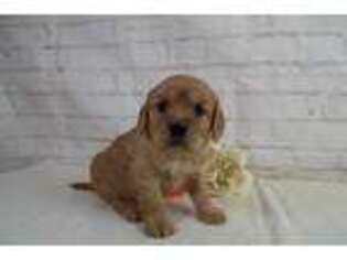 Golden Retriever Puppy for sale in Atwood, IL, USA