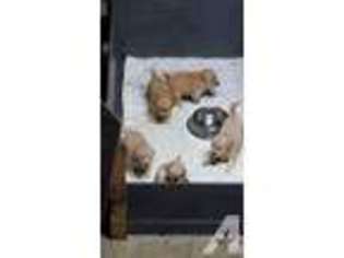 Golden Retriever Puppy for sale in GROTON, VT, USA