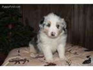 Australian Shepherd Puppy for sale in Falmouth, KY, USA