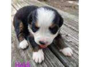 Bernese Mountain Dog Puppy for sale in Lexington, NC, USA