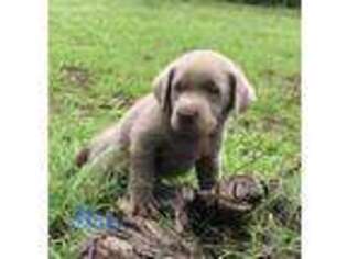 Labrador Retriever Puppy for sale in Spring Branch, TX, USA