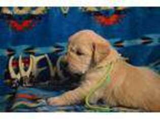 Golden Retriever Puppy for sale in Fairfield, MT, USA