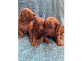 Goldendoodle Puppy for sale in Fort Thomas, KY, USA