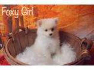 Pomeranian Puppy for sale in Seven Springs, NC, USA