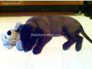 Belgian Malinois Puppy for sale in Grand Junction, TN, USA