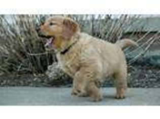 Golden Retriever Puppy for sale in Canton, OH, USA