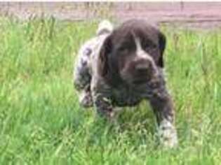 German Shorthaired Pointer Puppy for sale in Equinunk, PA, USA