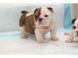Bulldog Puppy for sale in Winter Garden, FL, USA